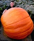 foto 10 semi di zucca gigante + 100 semi di semi di pepe vegetale caldo solo $ 2.1 da, miglior prezzo EUR 10,99, bestseller 2024