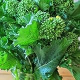 foto Portal Cool 4000 Seeds: Broccolo inizio autunno Raab Rapini 300-4000 Semi Microgreens Cavolo Giardino, miglior prezzo , bestseller 2025