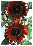 foto TROPICA - Girasole Claret F1 (Helianthus annuus) - 20 Semi- Girasoli, miglior prezzo EUR 3,50, bestseller 2025