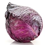 foto Cavolo semi di Kalibos - Brassica oleracea convar. capitata var. rubra, miglior prezzo EUR 3,19, bestseller 2024