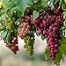 Pinkdose Bonsai di vite d'uva in miniatura - Patio Syrah - Vitis Vinifera - Pianta d'appartamento - 20 pezzi - Bonsai di frutta: 3 nuovo 2024
