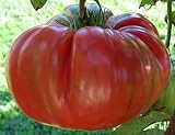 foto Exotic Plants Pomodoro Red Brandywine - - 20 semi, miglior prezzo , bestseller 2024