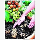 foto PLAT firm-SEMI Tomtato Semi Vendemmia Entrambi i pomodori e le patate da questa pianta unica! All Natural - 5 pc/lotto, miglior prezzo EUR 11,30, bestseller 2025