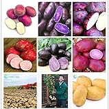 foto Pinkdose Una borsa 200pcs giganti * piante viola patate Bonsai Nutrizione arcobaleno Piante ortive Per la casa Giardino Piantare piante rare Semente: Multi-Colored, miglior prezzo , bestseller 2024