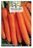 foto 4500 C.ca Semi Carota Mezza Lunga Nantese 2 Sel - Dangers - Daucus Carota In Confezione Originale Prodotto in Italia - Carote mezze lunghe, miglior prezzo EUR 7,40, bestseller 2025