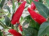 foto SEMI PEPERONCINO PAPRIKA CSIPOS, miglior prezzo EUR 5,50, bestseller 2024