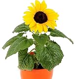 foto Semi di girasole comuni - Helianthus annuus, miglior prezzo EUR 2,49, bestseller 2025