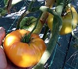 foto SEMI POMODORO AMANA ARANCIO, miglior prezzo EUR 4,50, bestseller 2024