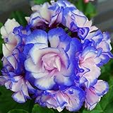 foto Ncient 10 Semi Sementi di Geranio 9 Colori Geranium Seeds Pelargonium Hortorum Flower Semi di Fiori Rari Piante Bonsai per Orto Giardino Balcone Interni ed Esterni, miglior prezzo EUR 0,99, bestseller 2024