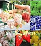 foto 12 tipi fragola semi (rosso, blu, verde, giallo, bianco, nero) Seasons 12 confezioni 240pcs semi di frutta Bonsai fai da te, miglior prezzo EUR 14,97, bestseller 2024