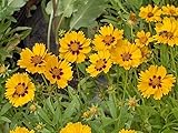 foto 800 semi foglia lancia coreopsis fiori, miglior prezzo EUR 10,99, bestseller 2025