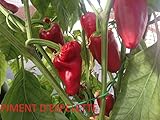 foto SEMI PEPERONCINO PIMENT D'ESPELETTE+PIMENT DE BRESSE, miglior prezzo EUR 7,50, bestseller 2024