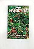 foto Fragola Rampicante (Semente) semi strawberry fragaria ananassa, miglior prezzo EUR 6,50, bestseller 2024