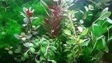 foto Aqua Plants EXCLUSIVE PRODUCT - 35 Live Aquarium Plants Collection Of Aquatic Plants For Your Fish Tank - Piante d'acquario, miglior prezzo EUR 19,99, bestseller 2024