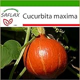 foto SAFLAX - Zucca di Hokkaido - 10 semi - Con substrato - Cucurbita maxima, miglior prezzo EUR 4,45, bestseller 2024