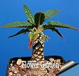 foto Pinkdose Grande promozione Celestial Being Bonsai - Cactus - Anti-Radiazioni pianta in Vaso Giardino di Famiglia 100 pc/Pacchetto, 3YC7UH, miglior prezzo , bestseller 2025