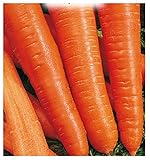 foto 4500 C.ca Semi Carota Berlicum 2 - Daucus Carota In Confezione Originale Prodotto in Italia - Carote, miglior prezzo EUR 7,40, bestseller 2025