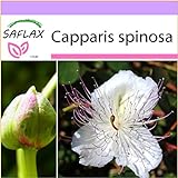 foto SAFLAX - Cappero - 25 semi - Capparis spinosa, miglior prezzo EUR 3,75, bestseller 2024