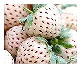 foto Exotic Plants bianco fragola - - 30 semi, miglior prezzo EUR 4,19, bestseller 2024