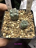 foto Pinkdose Reale 20pcs Cactus Ortegocactus impianto macdougalii Succulente Bonsai Piante Giardino Domestico di DIY Trasporto Libero, miglior prezzo , bestseller 2024