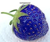 foto 60 SEMI DI FRAGOLE BLU, miglior prezzo EUR 4,98, bestseller 2024