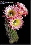 foto Pinkdose Benessere Piante Celestial - Cactus - pianta in Vaso Piante Anti-Radiazioni Famiglia 100 pc/Pacchetto: Violet, miglior prezzo , bestseller 2025