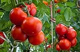foto Semi di barone di pomodoro - Lycopersicon esculentum, miglior prezzo EUR 5,49, bestseller 2024