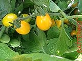 foto SEMI POMODORO DATTERINO GIALLO, miglior prezzo EUR 5,00, bestseller 2024