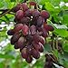 Pinkdose Bonsai d'uva in miniatura - Patio Syrah - Vitis Vinifera - Pianta d'appartamento - 20 pezzi - Bonsai di frutta: 8 nuovo 2024