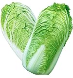 foto KINGDUO Semi di Cavolo Delizioso Cinese di 100Pcs Nutriente Verde Verdura Semi di Brassica Piante Giardino, miglior prezzo EUR 9,24, bestseller 2024