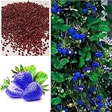 foto nulala 100 Pz Blu Arrampicata Semi di Fragola Semi di Albero Molto Delicious Semi di Frutta Per La Casa Giardino, miglior prezzo , bestseller 2024