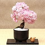 foto Sunlera 10pcs / bag cerasus semi in vaso bonsai Fiore Piante Semi per la casa le decorazioni del giardino, miglior prezzo EUR 1,33, bestseller 2024
