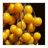 foto POMODORO GIALLO PONDEROSA NR.200 SEMI, miglior prezzo EUR 2,00, bestseller 2024