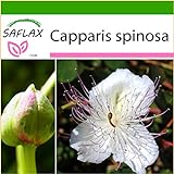foto SAFLAX - Cappero - 25 semi - Con substrato - Capparis spinosa, miglior prezzo EUR 4,45, bestseller 2024