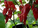 foto Asklepios-seeds® - 100 Semi di Bhut jolokia, Bhut Jolokia (Peperoncino Serpente), Bih Jolokia (Peperoncino velenoso) o Naga Jolokia (Peperoncino Re Cobra), miglior prezzo EUR 4,49, bestseller 2025