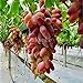 Pinkdose Bonsai d'uva in miniatura - Patio Syrah - Vitis Vinifera - Pianta d'appartamento - 20 pezzi - Bonsai di frutta: 6 nuovo 2024