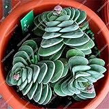 foto Pinkdose 50 pc Rare Piante grasse Arcobaleno Cactus Bonsai Pseudotruncatella Living Stone Rare Piante Catus Succulentas Giardino della casa: Multi-Colored, miglior prezzo , bestseller 2024