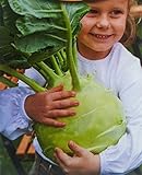 foto Cavolo rapa, semi di cavolo rapa gigante - Brassica oleracea convar. acephala alef. var. gongylodes - semi, miglior prezzo EUR 4,82, bestseller 2024