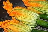 foto ZUCCHINO DA FIORE NR.40 SEMI, miglior prezzo EUR 3,29, bestseller 2024