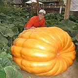 foto Zucca ATLANTICA GIGANTE 5 SEMI Atlantic Giant Dill's Guinness Gare Sagre, miglior prezzo EUR 4,99, bestseller 2024