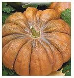 foto 35 C.ca Semi Zucca Mosquee Provence - Cucurbita moschata In Confezione Originale Prodotto in Italia - Zucche, miglior prezzo EUR 7,40, bestseller 2025