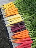 foto Shoopy Star Semi di carota - RAINBOW MISCELA sana del giardino Vegetable- OGM - 100 semi, miglior prezzo , bestseller 2024