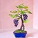 Pinkdose Grande vendita!Â Bonsai di vite d'uva in miniatura, 50 pz/pacco, pianta d'appartamento, frutta bonsai, piante grasse bonsai di frutta biologica: 5 nuovo 2024