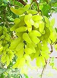 foto Pinkdose Nuovo arrivo! 100% vera d'oro dito verde dolce uva biologica bonsai, 50 pc/pacchetto, Hardy impianto squisita della frutta, BEB5BB, miglior prezzo , bestseller 2024
