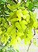 Pinkdose Nuovo arrivo! 100% vera d'oro dito verde dolce uva biologica bonsai, 50 pc/pacchetto, Hardy impianto squisita della frutta, BEB5BB nuovo 2024