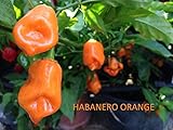 foto SEMI PEPERONCINO-HABANERO ORANGE-+ GUIDA ALLA COLTIVAZIONE, miglior prezzo EUR 4,99, bestseller 2025