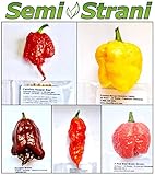 foto 50 Semi PEPERONCINO delle 5 Varietà più PICCANTI del MONDO Collezione 5 + PICCOLA GUIDA COLTIVAZIONE 2016 IN OMAGGIO: CAROLINA REAPER, TRINIDAD MORUGA SCORPION YELLOW, TRINIDAD DOUGLAH BROWN, BHUT JOLOKIA / GHOST CHILI, 7 POD BRAIN STRAIN RED - I FRUTTI DELLA FOTO OVVIAMENTE NON SONO COMPRESI, miglior prezzo EUR 8,90, bestseller 2025