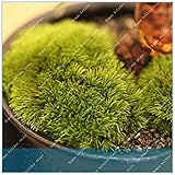 foto Pinkdose ZLKING 200pcs Romanzo Pianta Ornamentale Erba Resurrection Plant Moss Piante perenni Ornamentali, miglior prezzo , bestseller 2024