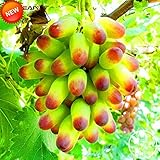 foto Pinkdose Promozione! 100 pc/lotto di bellezza Finger pianta uva Bonsai avanzata di frutta naturali Crescita Uva dolce Kyoho Garden, 9U0W8I, miglior prezzo , bestseller 2024