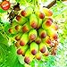 Pinkdose Promozione! 100 pc/lotto di bellezza Finger pianta uva Bonsai avanzata di frutta naturali Crescita Uva dolce Kyoho Garden, 9U0W8I nuovo 2024